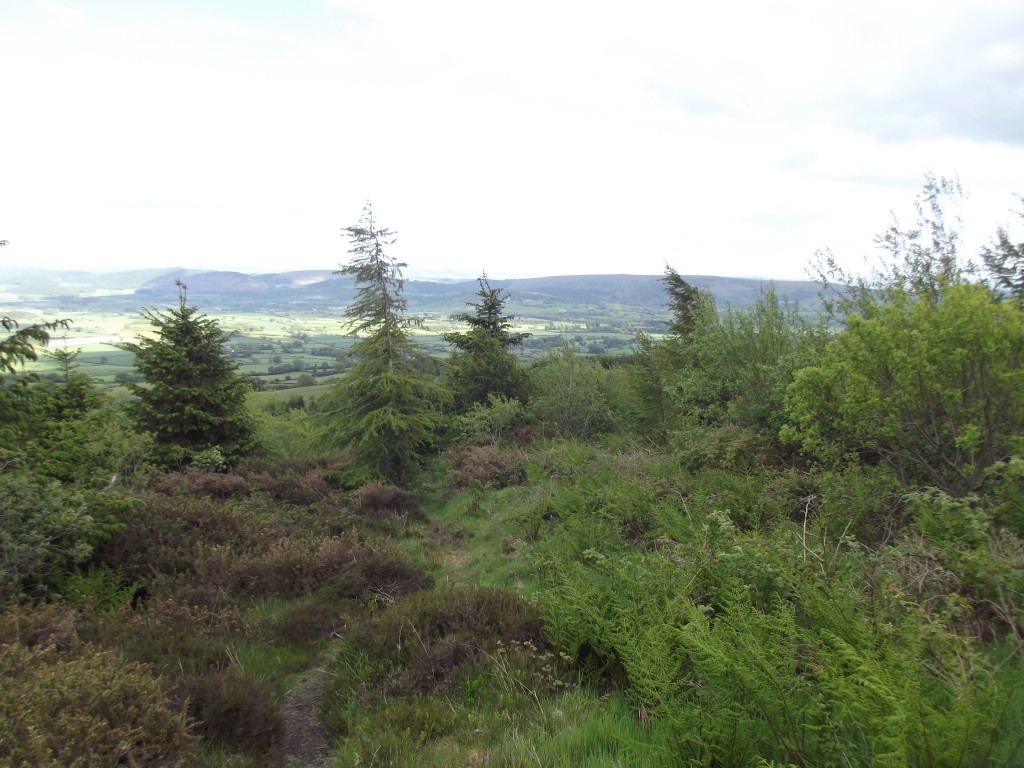 Nearing the top of the mountains, the terrain gives way to this lightly forested ground and upland heath