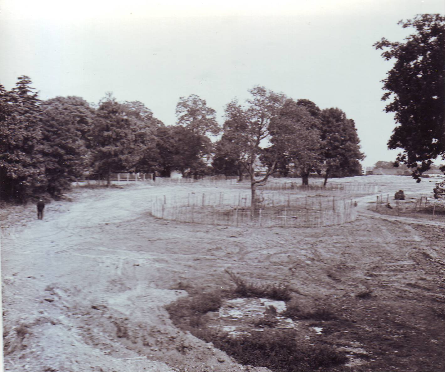 Retained trees by Crabwood House